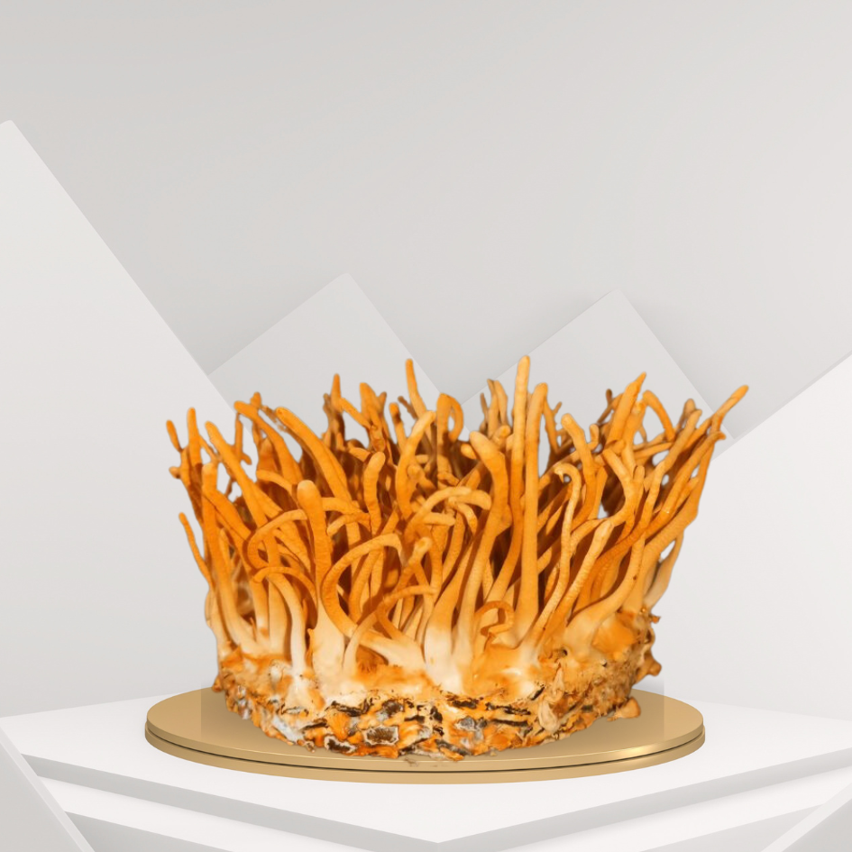 Đông Trùng Hạ Thảo Nấm Tươi 150g