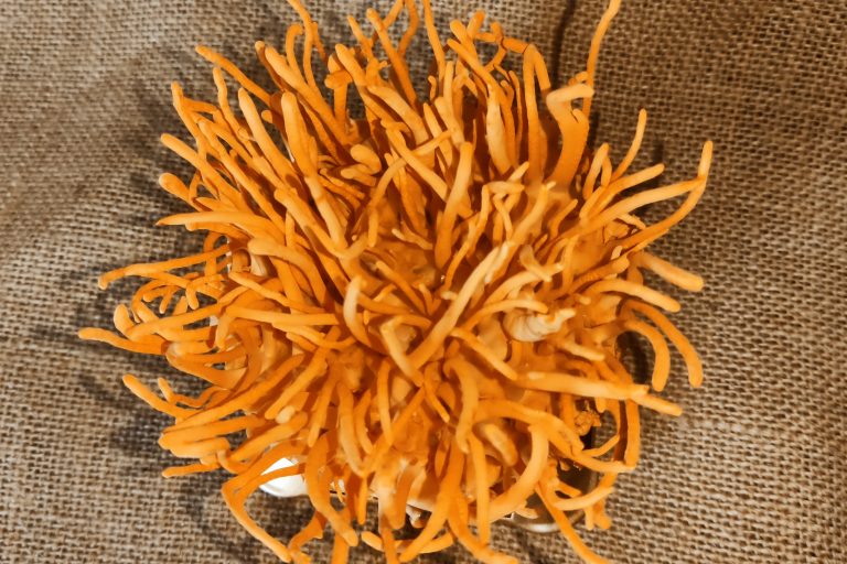 Đông Trùng Hạ Thảo Nấm Tươi 150g