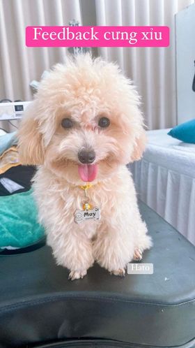 Thẻ Pettag Chó-Mèo Hato Việt