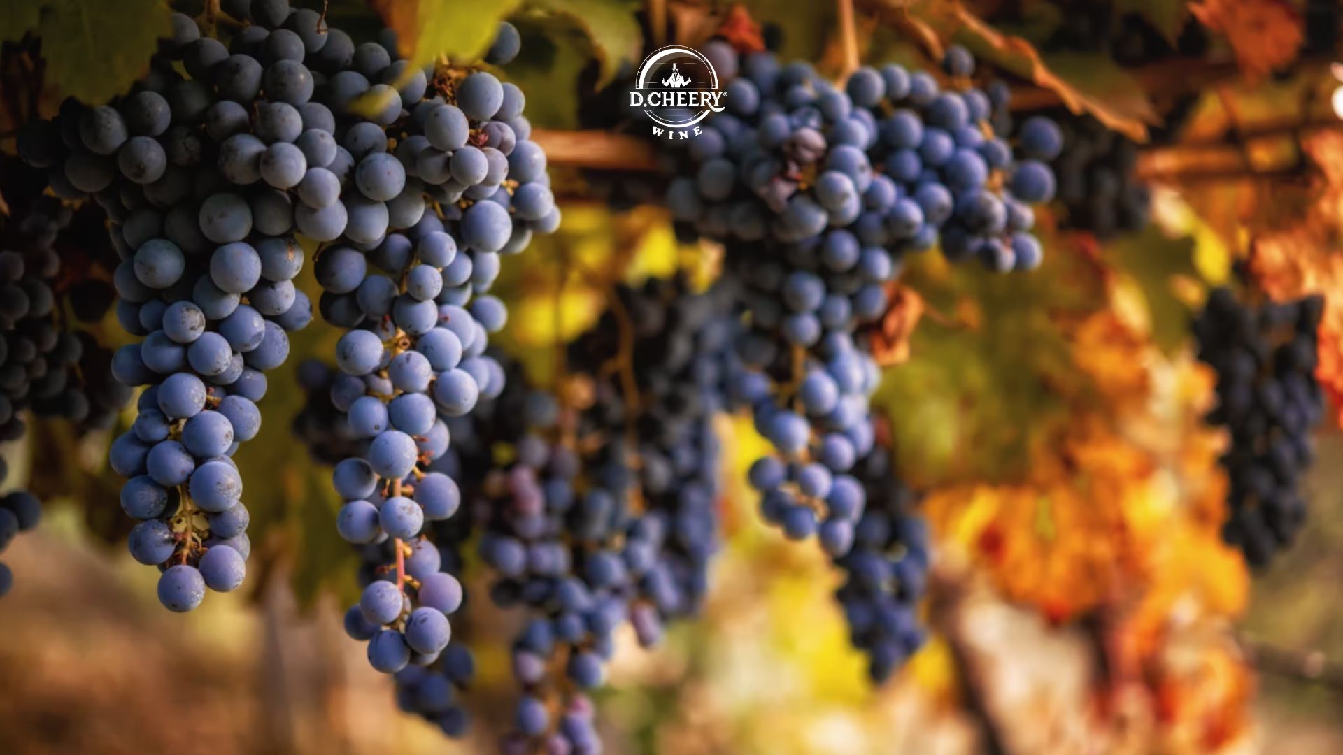 Nho làm rượu vang Sangiovese