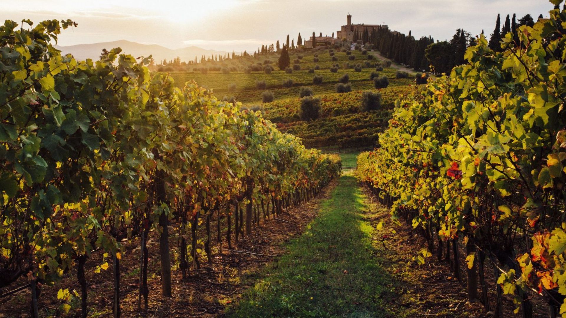 nho sangiovese