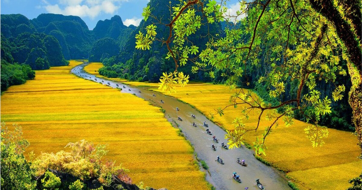 Ninh Bình Tháng 5 – Bức Tranh Đồng Lúa Giữa Non Nước
