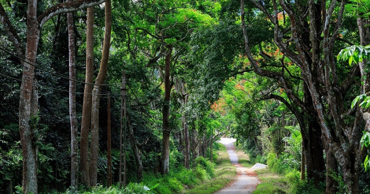 Vườn Quốc Gia Cúc Phương: Hướng Dẫn, Thông Tin, Giá Vé