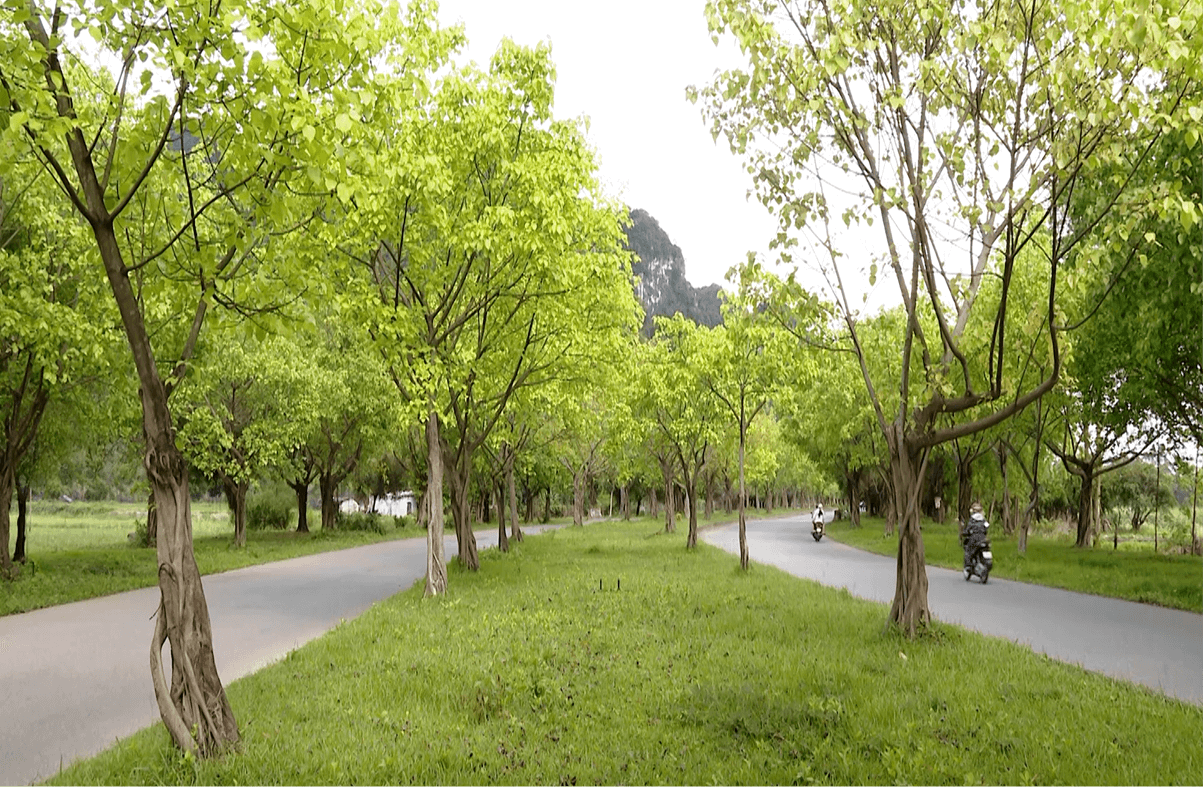 Đường Tràng An – Con đường cây Bồ Đề nổi tiếng