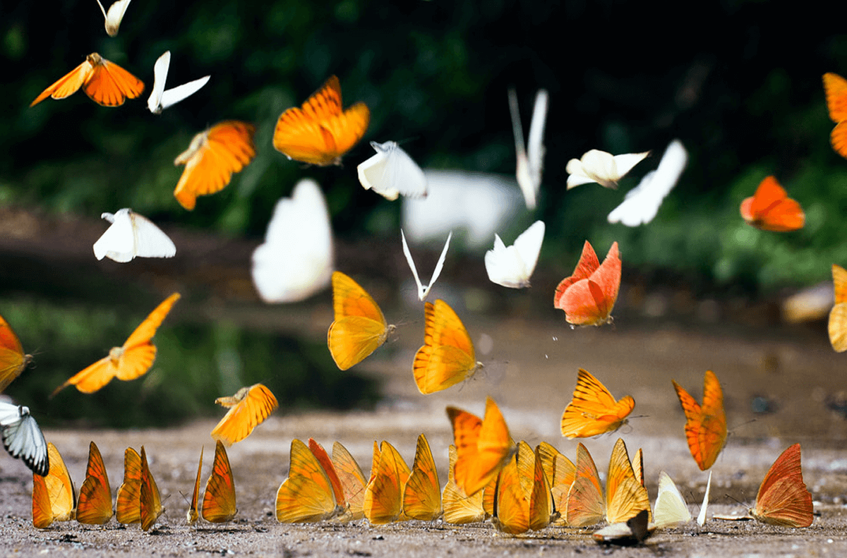 Cúc Phương Mùa Đom Đóm – Vẻ Đẹp Huyền Ảo Bên Cạnh Cúc Phương Mùa Bướm