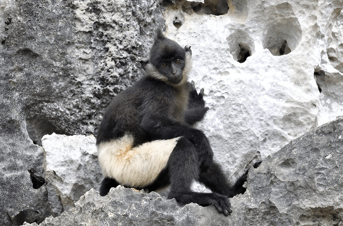 Đặc điểm nhận diện Voọc Mông Trắng