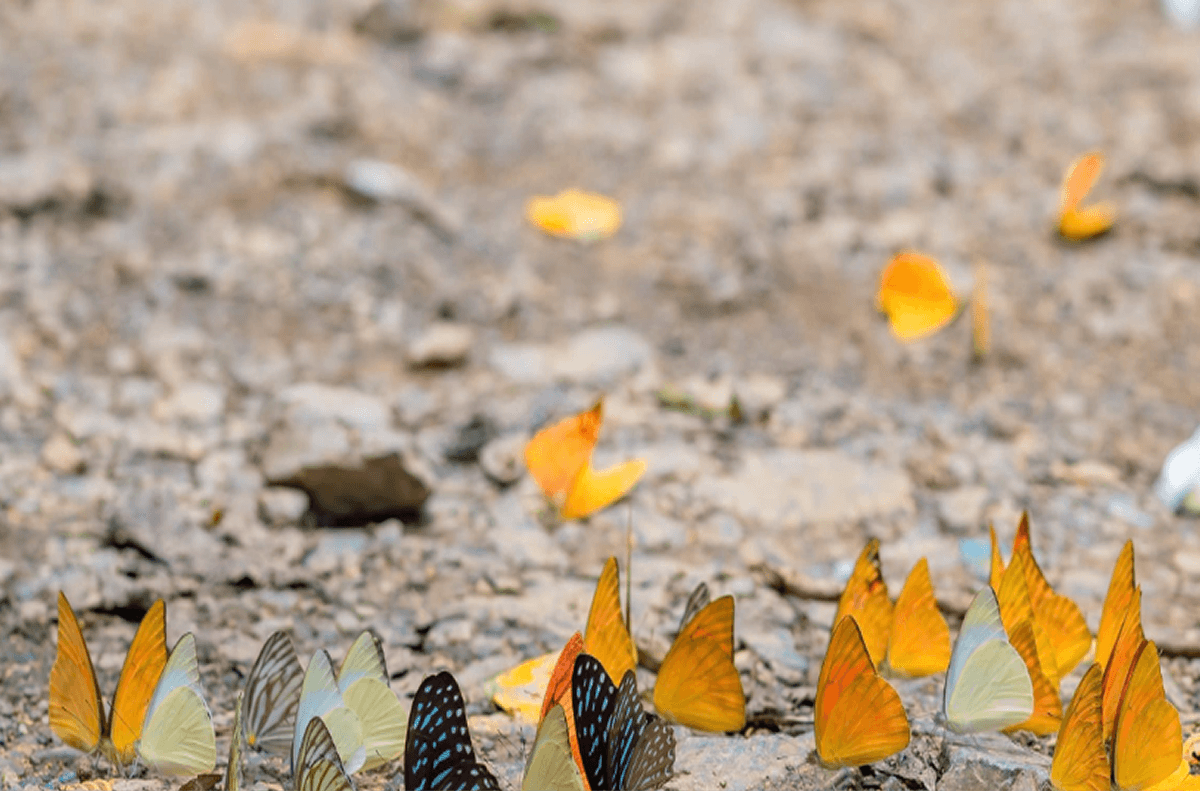 Hướng Dẫn Di Chuyển Đến Rừng Cúc Phương