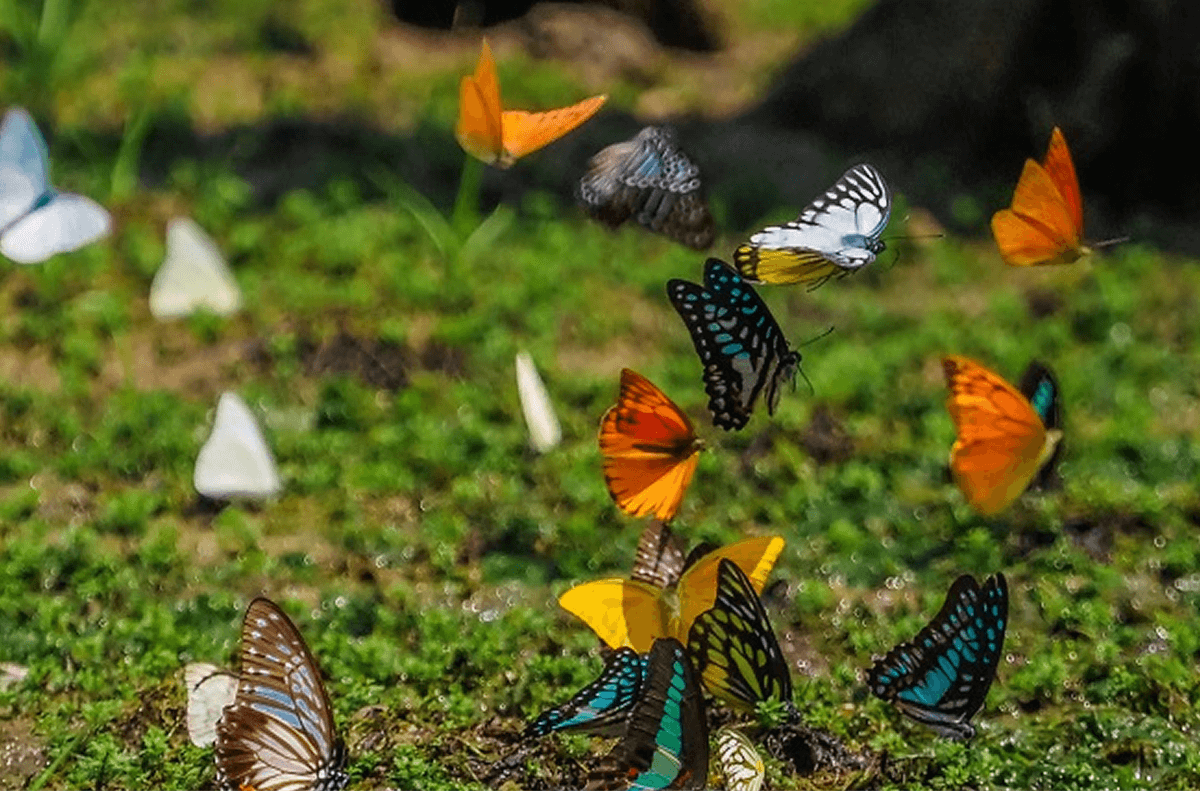 Mùa Bướm Ở Cúc Phương Vào Tháng Mấy