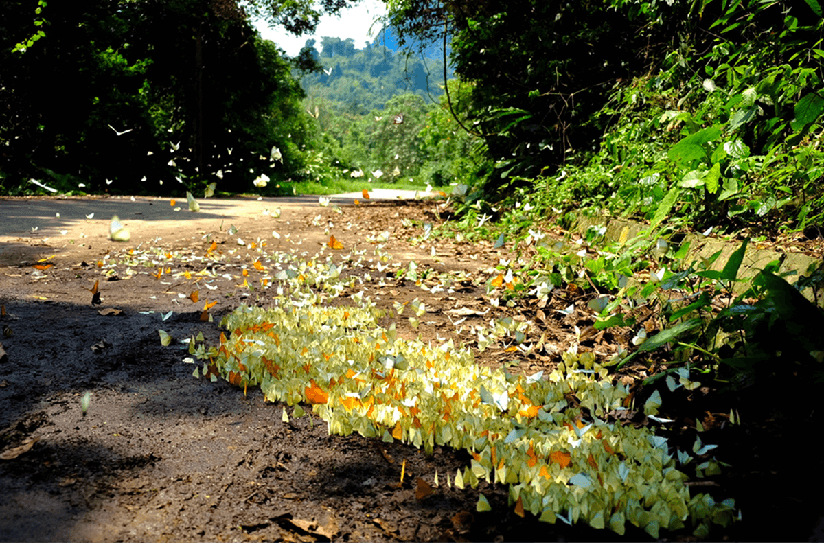 Tam Cốc – Bích Động