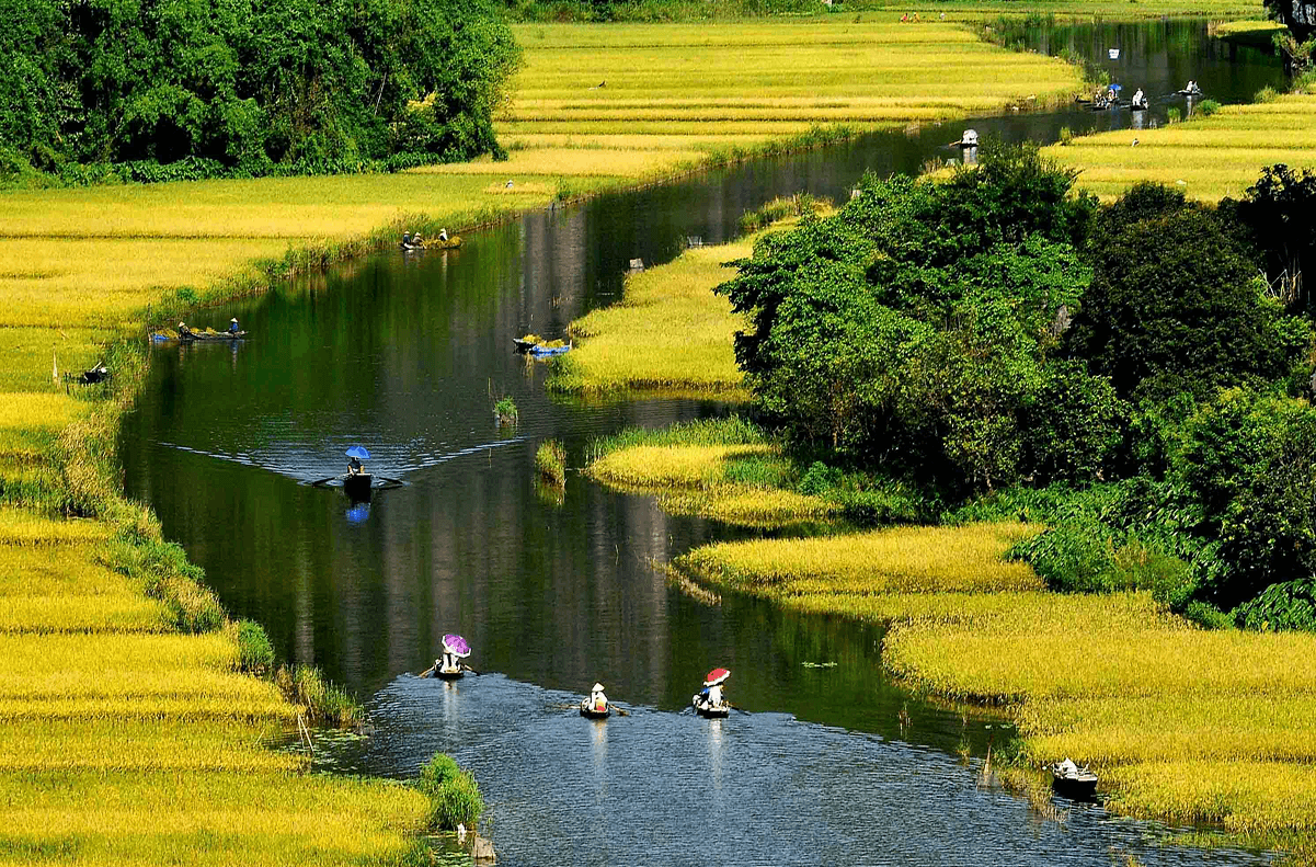 Tam Cốc – Bức Tranh Mùa Lúa Giữa Non Nước
