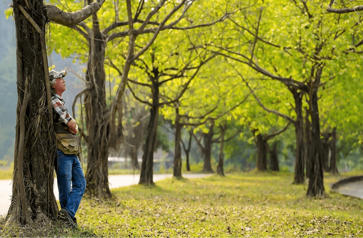 Thời điểm đến hàng cây bồ đề Ninh Bình