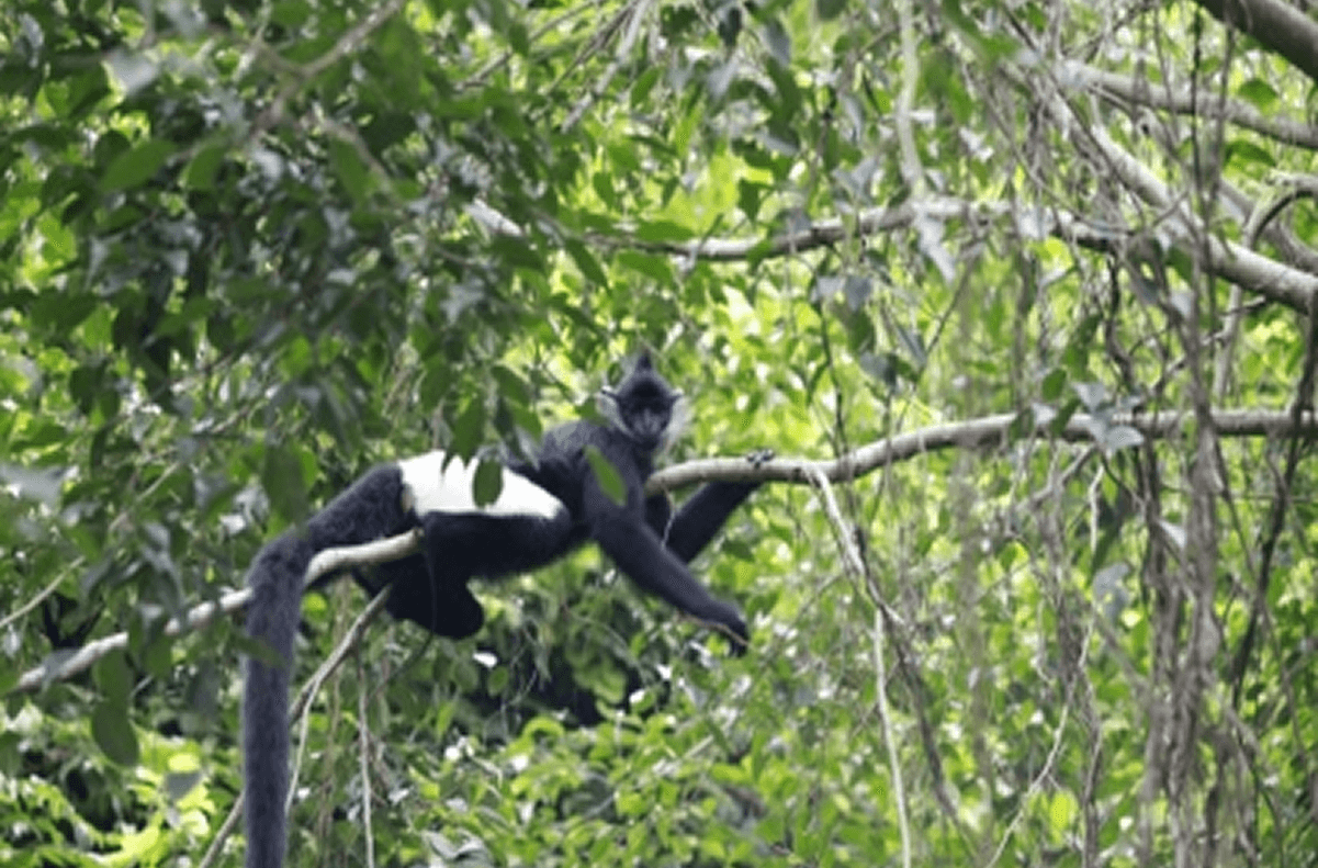 Thực trạng bảo tồn hiện nay