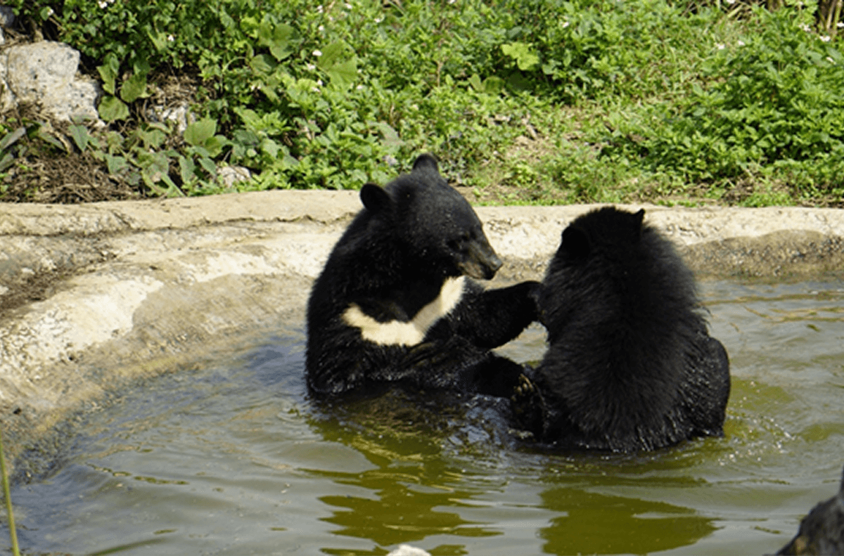 Giá vé Trung tâm bảo tồn gấu Ninh Bình