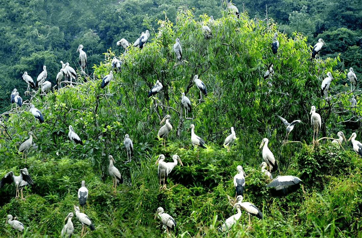 Vườn chim Thung Nham