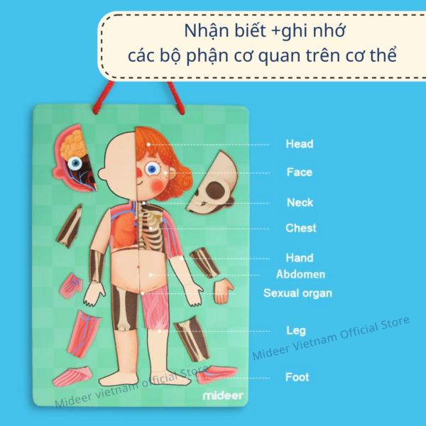 XẾP HÌNH CƠ THỂ HUMAN BODY MAGNETS - MIDEER