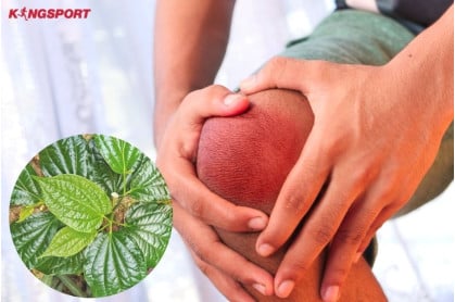 NHỮNG CÂY THUỐC NAM CHỮA BỆNH ĐAU NHỨC XƯƠNG KHỚP HIỆU QUẢ