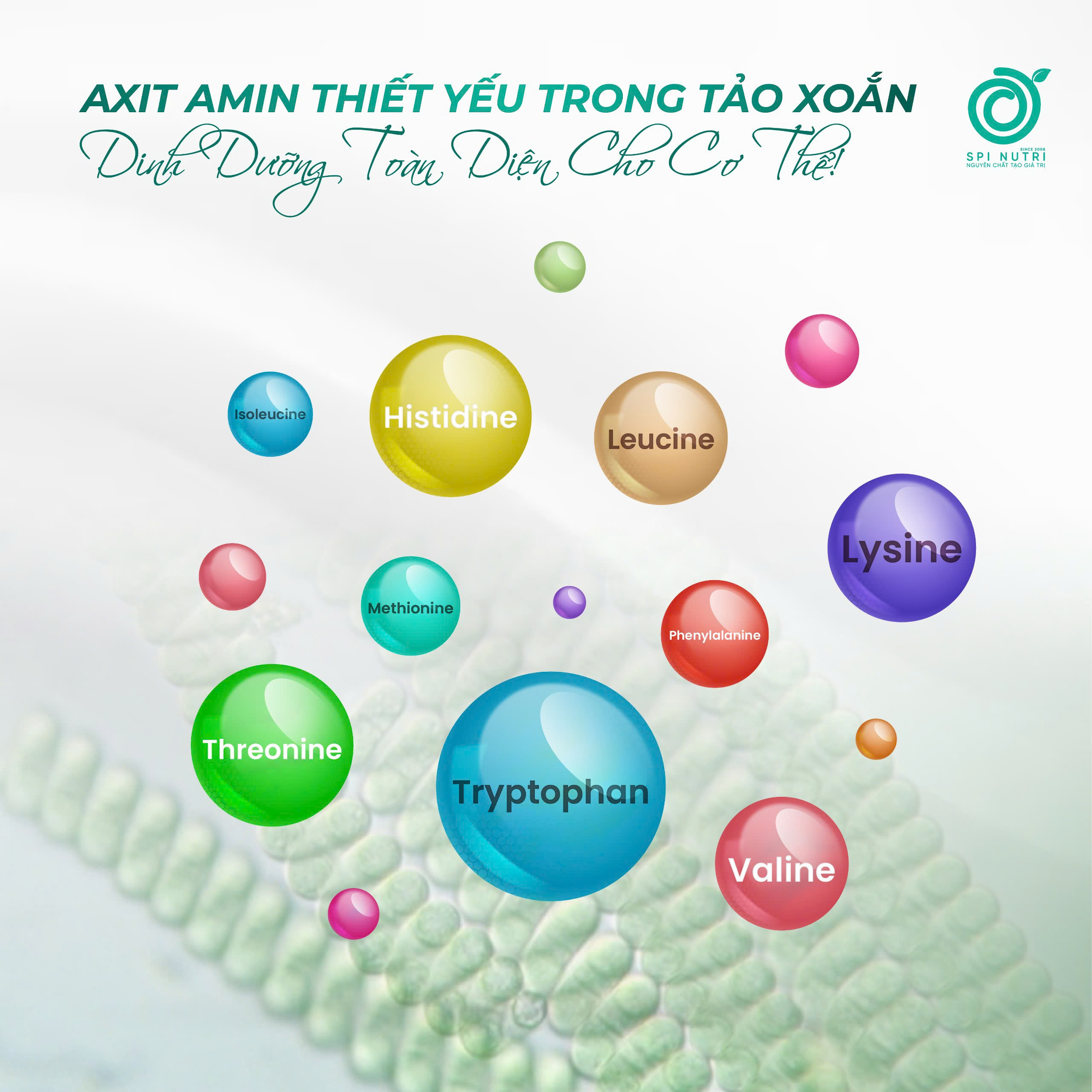 AXIT AMIN THIẾT YẾU TRONG TẢO XOẮN – DINH DƯỠNG TOÀN DIỆN CHO CƠ THỂ