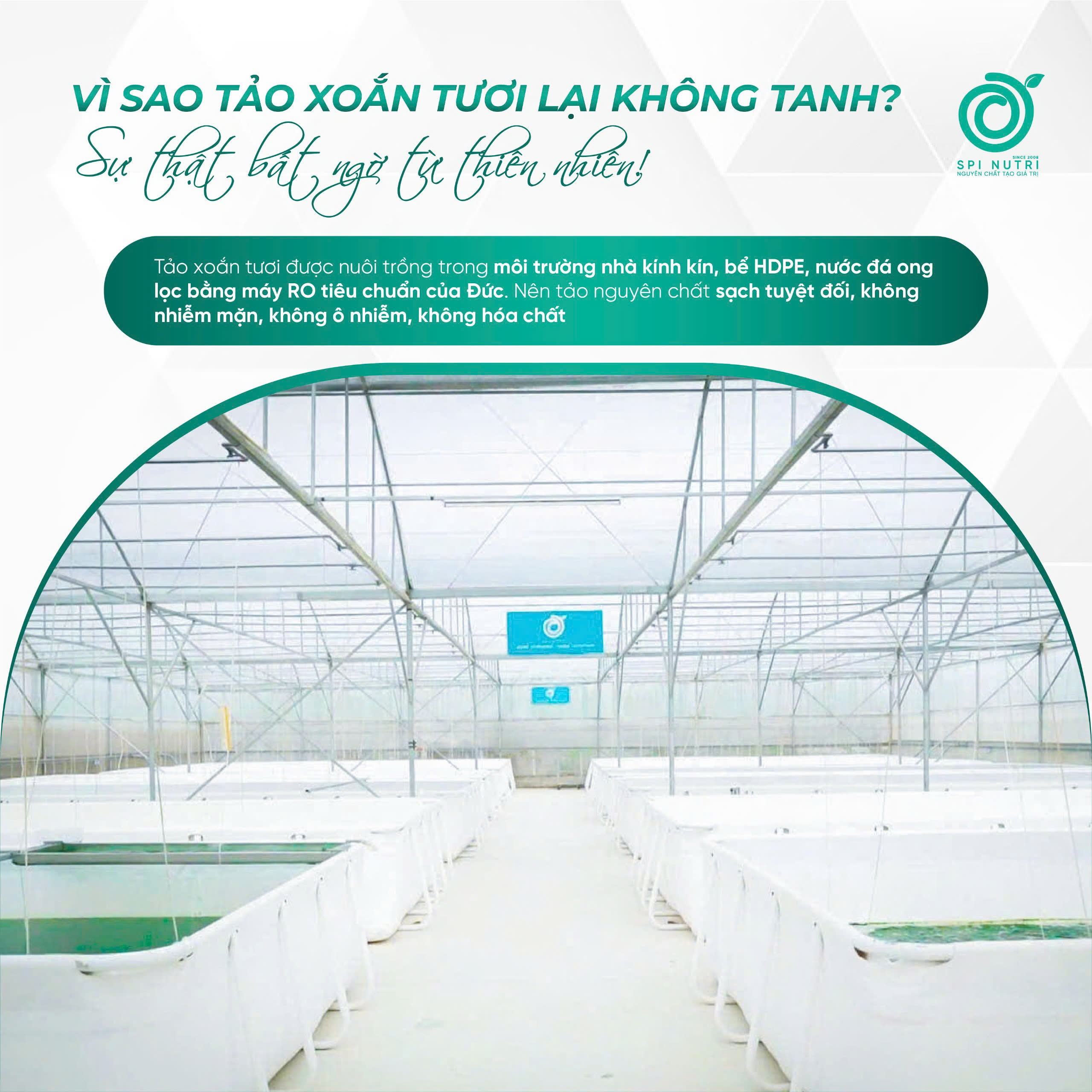 Vì sao tảo xoắn tươi lại không tanh? Sự thật bất ngờ từ thiên nhiên