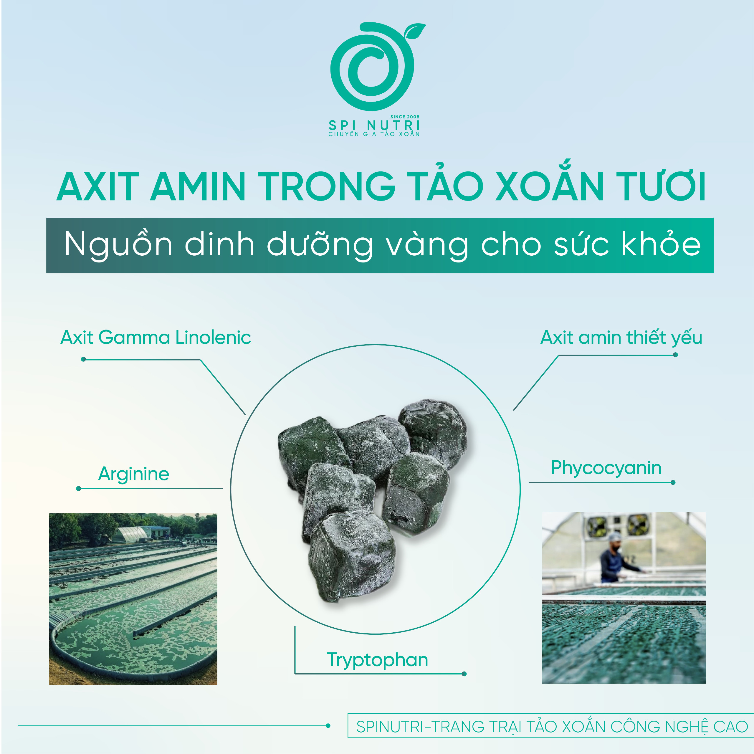 Axit Amin Trong Tảo Xoắn Tươi: Nguồn Dinh Dưỡng Vàng Cho Sức Khỏe