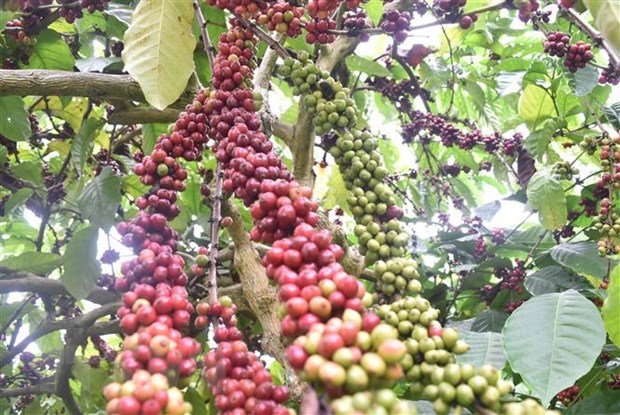 Vietnam remains world's second biggest coffee exporter