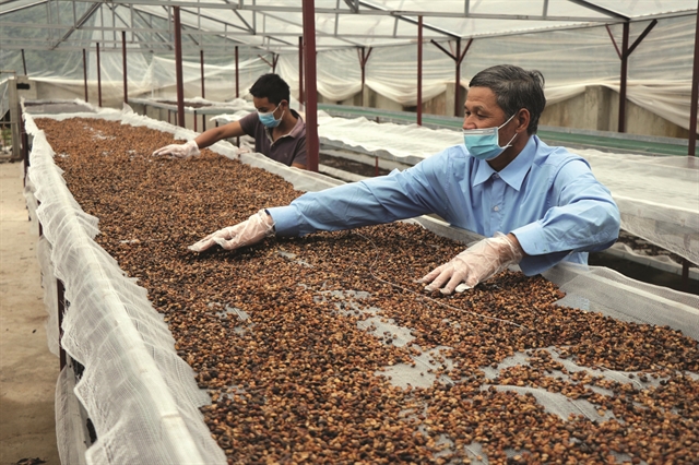 Vietnam’s coffee export expected to hit 4 billion USD this year