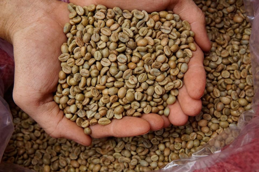 Robusta