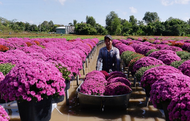 Thủ phủ hoa kiểng miền Tây trúng vụ lớn