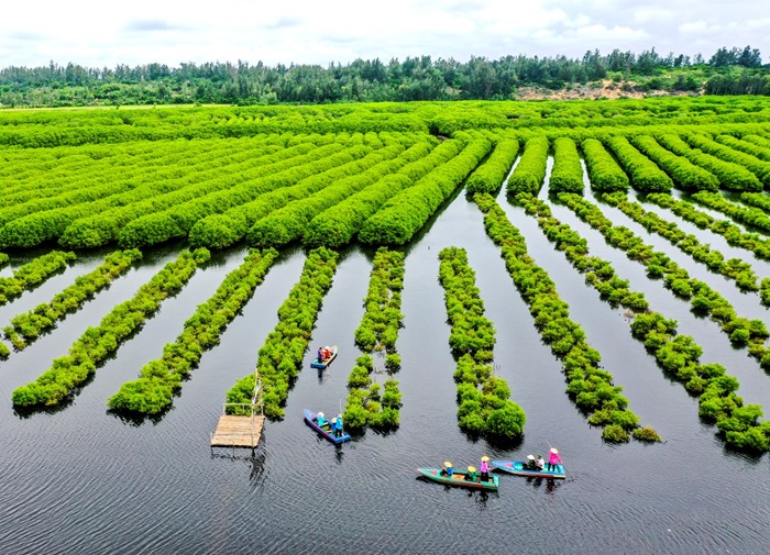 Về Quảng Ngãi khám phá rừng ngập mặn Bàu Cá Cái