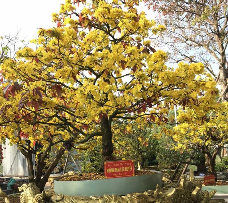 Mai vàng được đề xuất công nhận kỷ lục Guinnes 'đọ sắc' bên dòng Hương