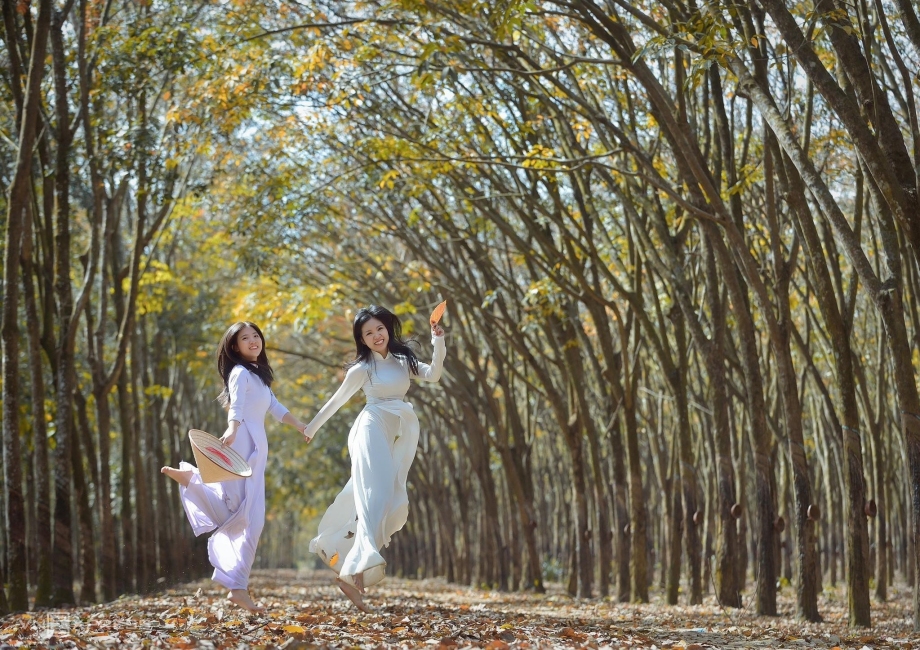 Đồng Nai: Mê mẩn với rừng cao su mùa thay lá