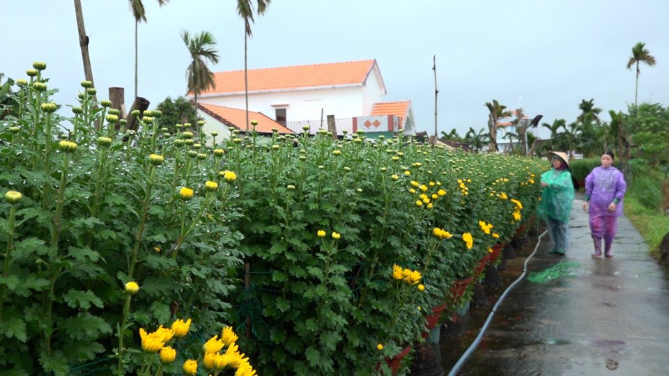 Xứ hoa rộn ràng 