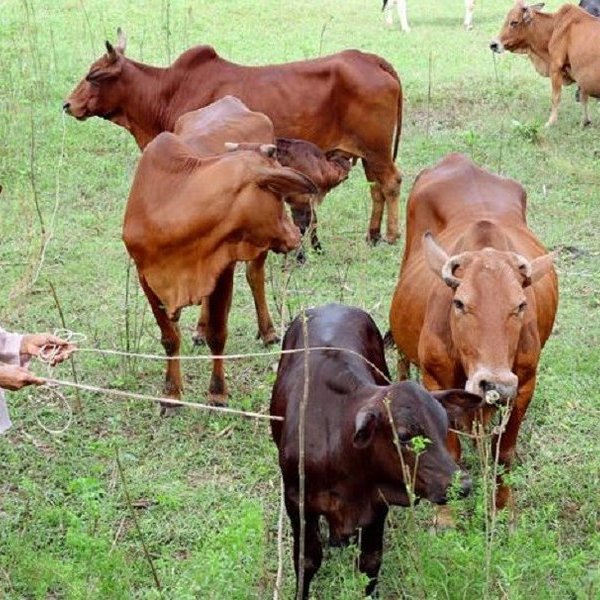 Nhập nhèm trong cấp bò dự án giảm nghèo: 'Văn bản lạ' của cơ quan quản