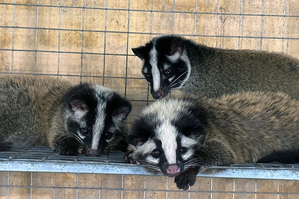 Cãi vợ nuôi 'đặc sản' dân nhậu thích mê, anh tài xế Vĩnh Long kiếm hàng tỷ đồng