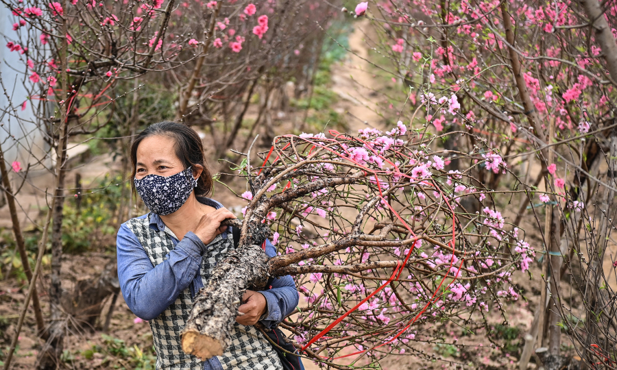 Hàng không bắt đầu nhận chở mai, chở đào dịp Tết