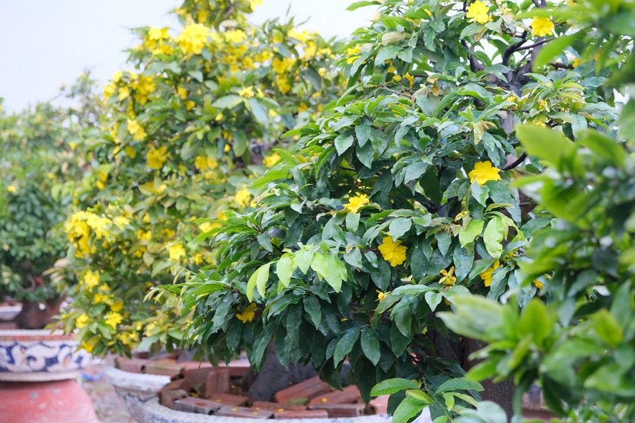 Mai Tết nở sớm, chủ vườn thấp thỏm hạ giá thuê