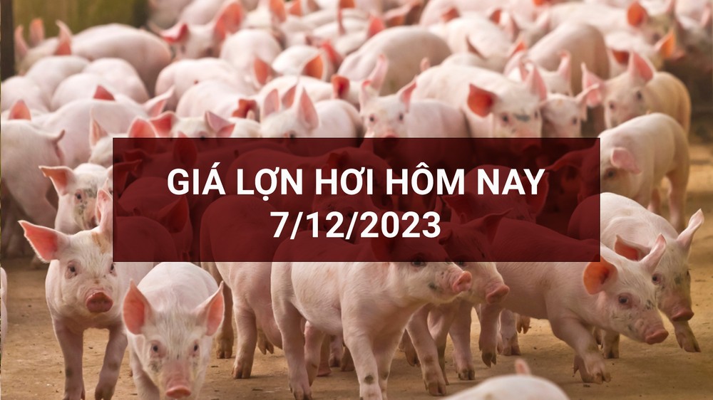 Giá lợn hơi ngày 7/12: Đảo chiều tăng nhẹ tại miền Bắc và miền Nam