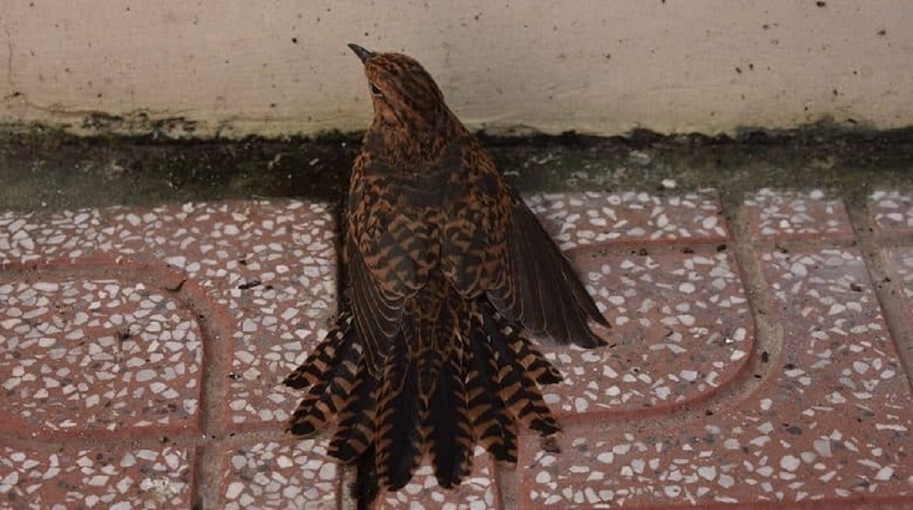 Nếu trong sân nhà bạn có 5 con vật này ghé thăm, bạn chỉ có thể xua đuổi chứ không được làm hại chúng