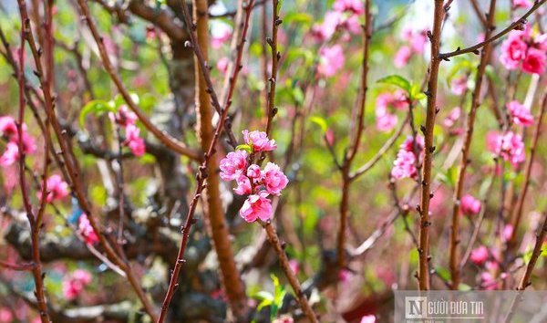Ngỡ ngàng vườn đào cổ thụ Tây Bắc trên cao nguyên Lâm Đồng