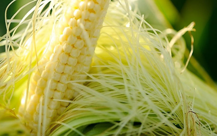 Thảo dược đa công dụng ngay từ bắp ngô, người Việt toàn bỏ phí mà không biết