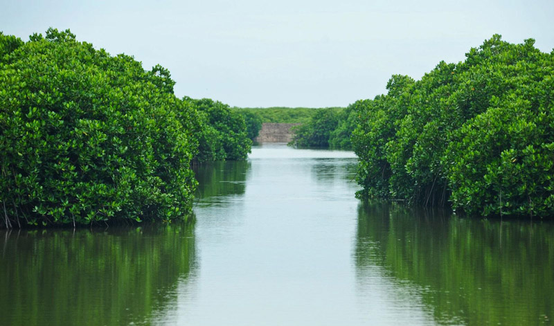 Khám phá hang động kỳ thú nằm giữa rừng ngập mặn biển Cát Bà