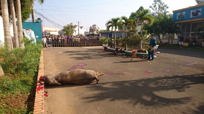 Quảng Bình: Nổ súng bắn hạ trâu 