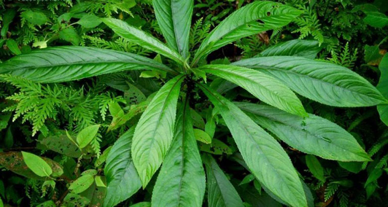 Loại cây mọc dại rất tốt cho sức khỏe