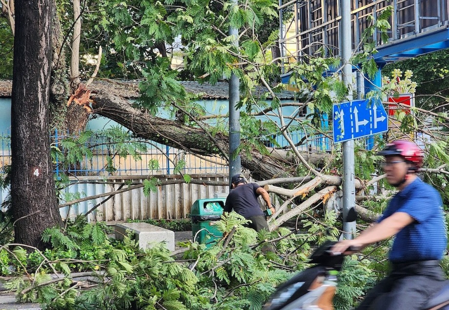 TP.HCM: Gãy cây xanh ở Hồ Con Rùa, người đi đường thoát nạn