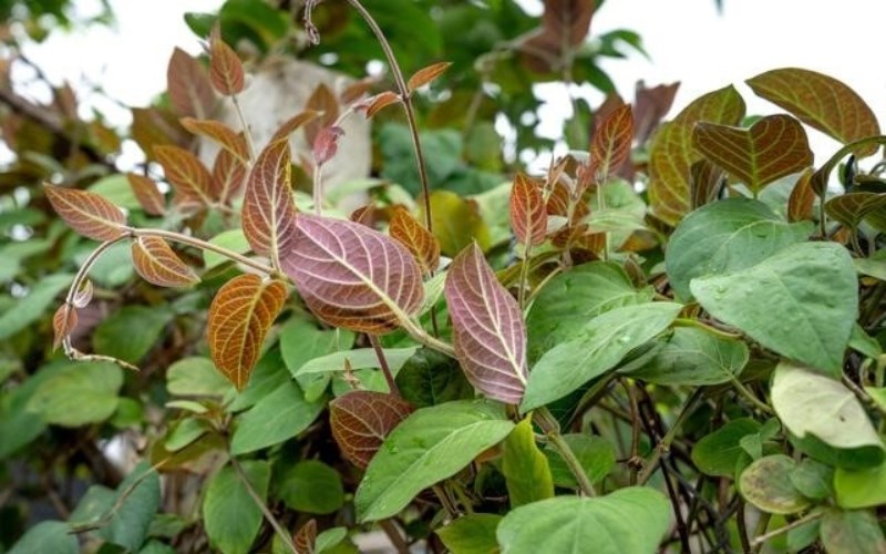 3 loại rau không lo 