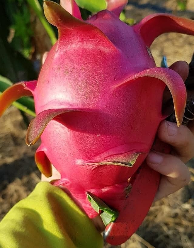 Cách chọn hoa quả