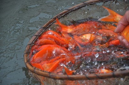 Vựa cá chép đỏ lớn nhất miền Bắc nhộn nhịp trước ngày ông Công ông Táo