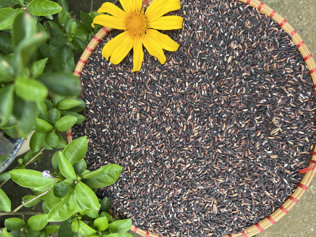 Gạo ST tím than - Hành trình khám phá giá trị và tiềm năng đặc sắc của giống lúa Việt Nam