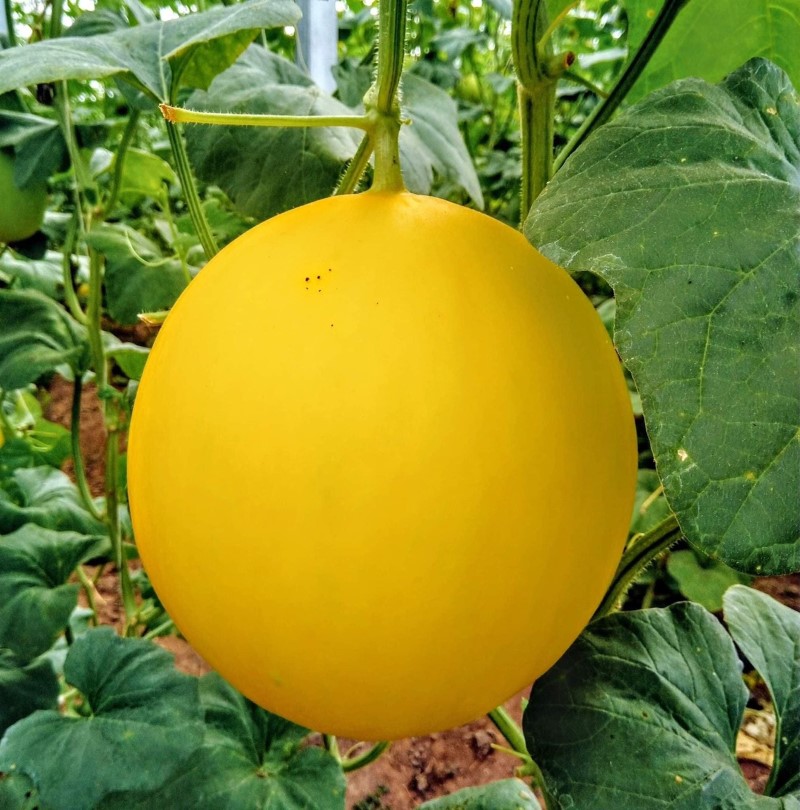 Dưa lê Hoàng Kim