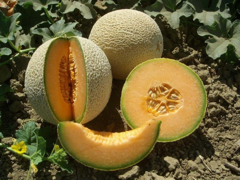 Dưa lưới Việt Nam có hương vị nhẹ nhàng hơn