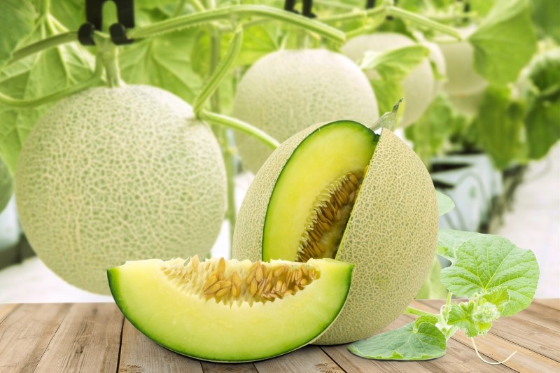 Dưa lưới ruột xanh có vị ngọt thanh và hương thơm dịu nhẹ